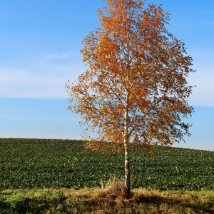 Příprava na zimu